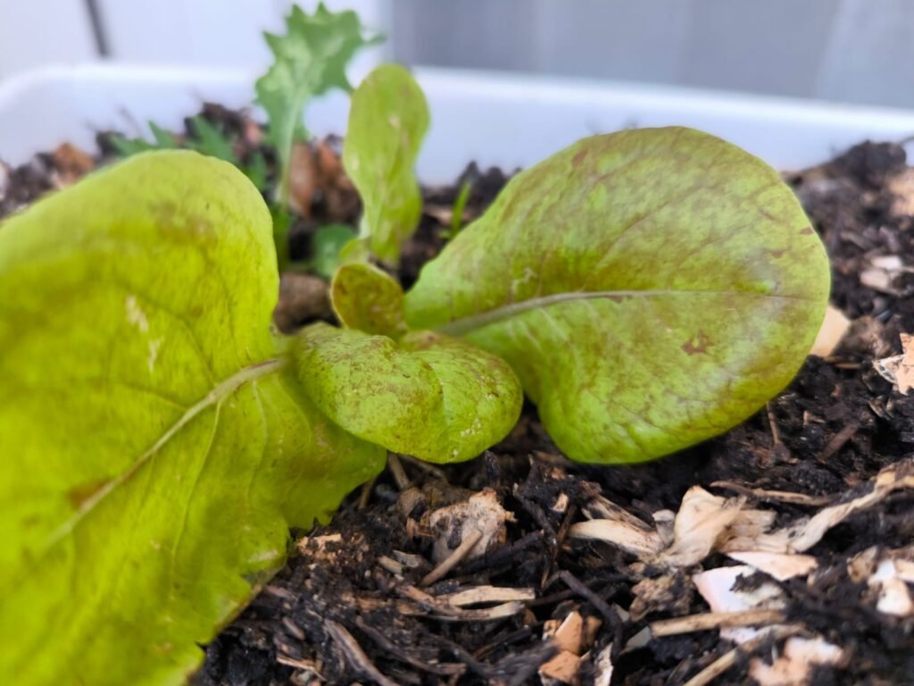 Cómo Cultivar Lechuga en Maceta: Guía Completa 62 cultivar lechugas en una mesa de cultivo