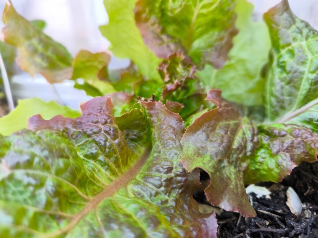 Cómo Cultivar Lechuga en Maceta: Guía Completa 13 cultivar lechugas huerto urbano