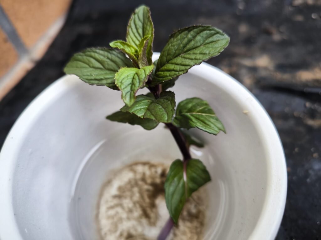 Cuidados de la Menta en Maceta: Guía Práctica para que no se te muera 28 cultivar menta en balcón