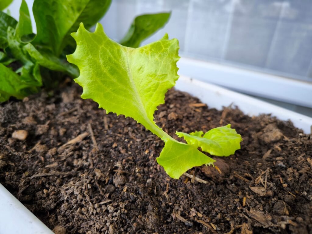 Cómo Cultivar Lechuga en Maceta: Guía Completa 36 cultivo de lechuga en huerto urbano