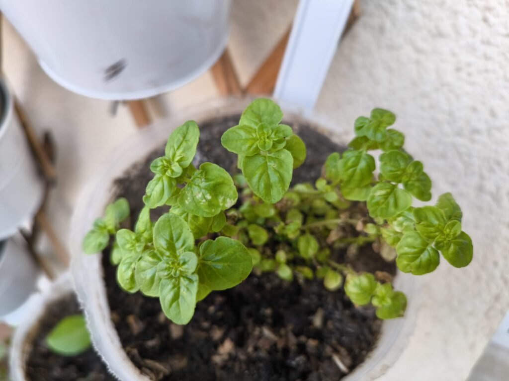 cultivo de orégano en maceta