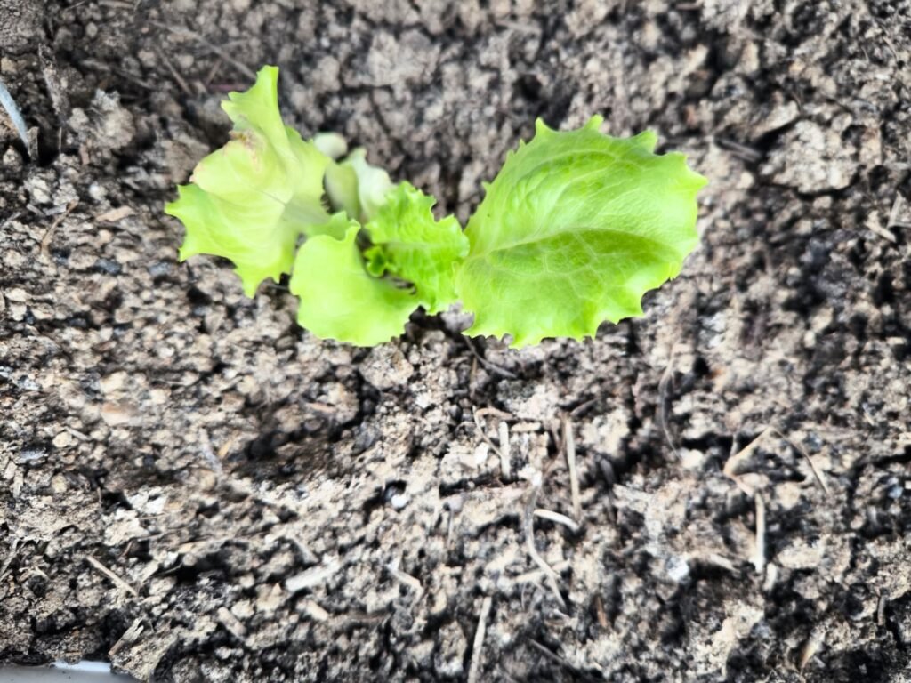 Cómo Cultivar Lechuga en Maceta: Guía Completa 45 el cultivo de lechuga en casa