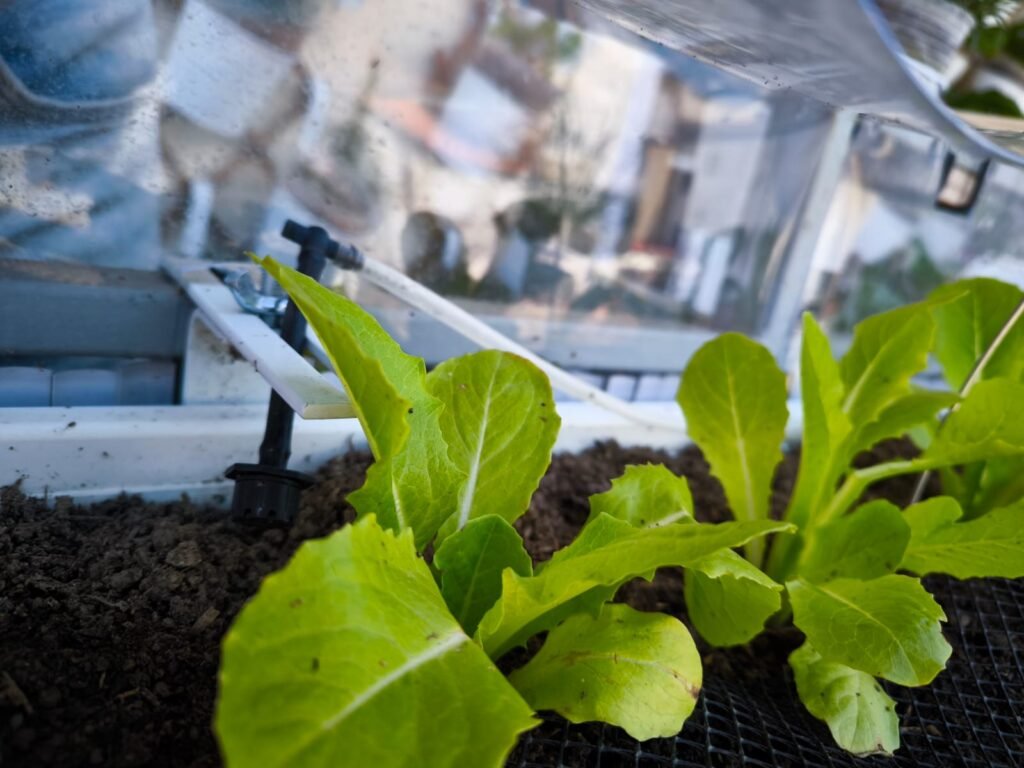 Cómo Cultivar Lechuga en Maceta: Guía Completa 48 lechugas en maceta cuidados