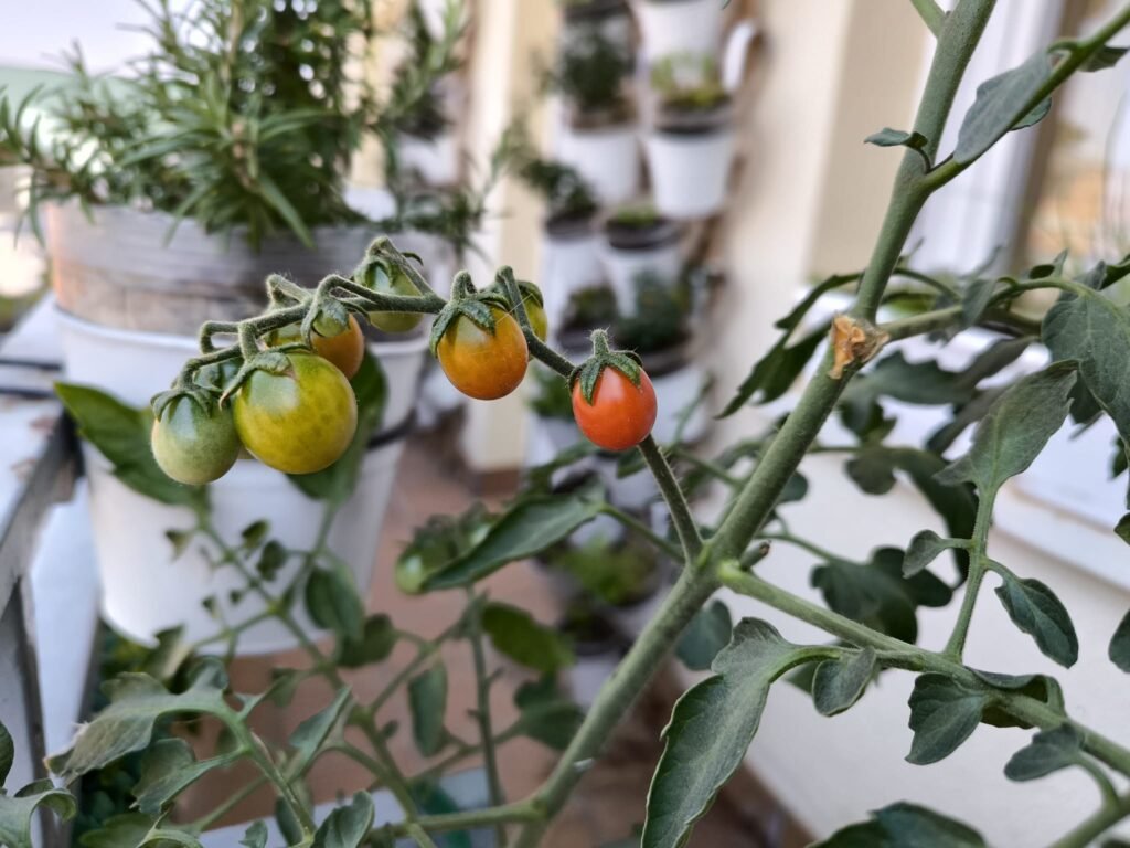 los mejores recipientes de cultivo