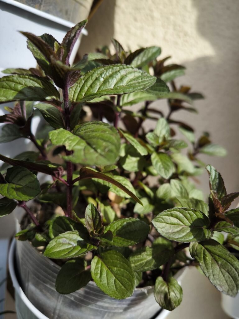 Cuidados de la Menta en Maceta: Guía Práctica para que no se te muera 42 maceta para menta