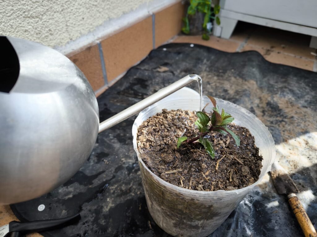 Cuidados de la Menta en Maceta: Guía Práctica para que no se te muera 44 menta en macetas