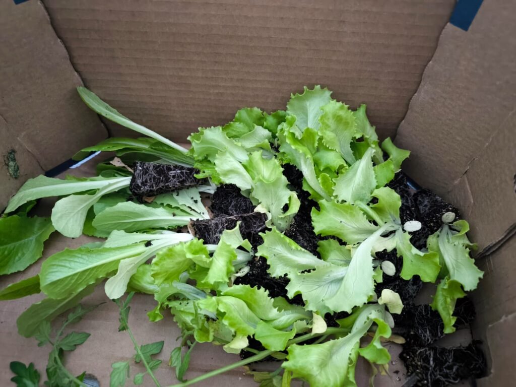 Cómo Cultivar Lechuga en Maceta: Guía Completa 26 plantar lechugas en la terraza