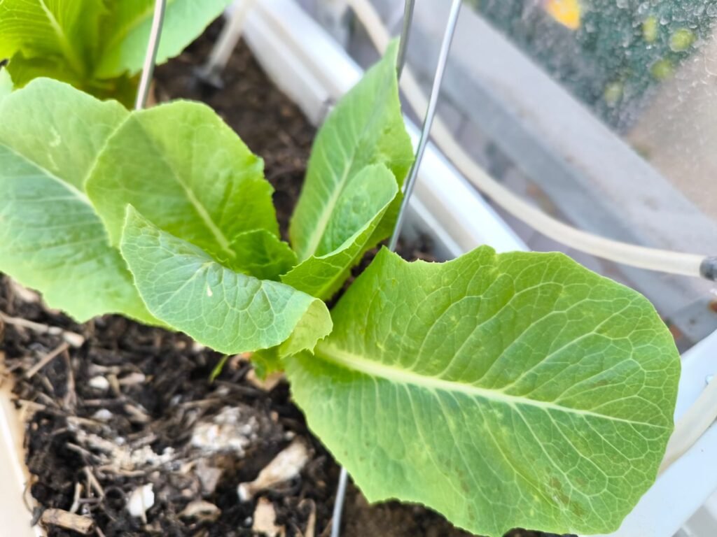 Cómo Cultivar Lechuga en Maceta: Guía Completa 61 plantar lechugas en recipiente de cultivo