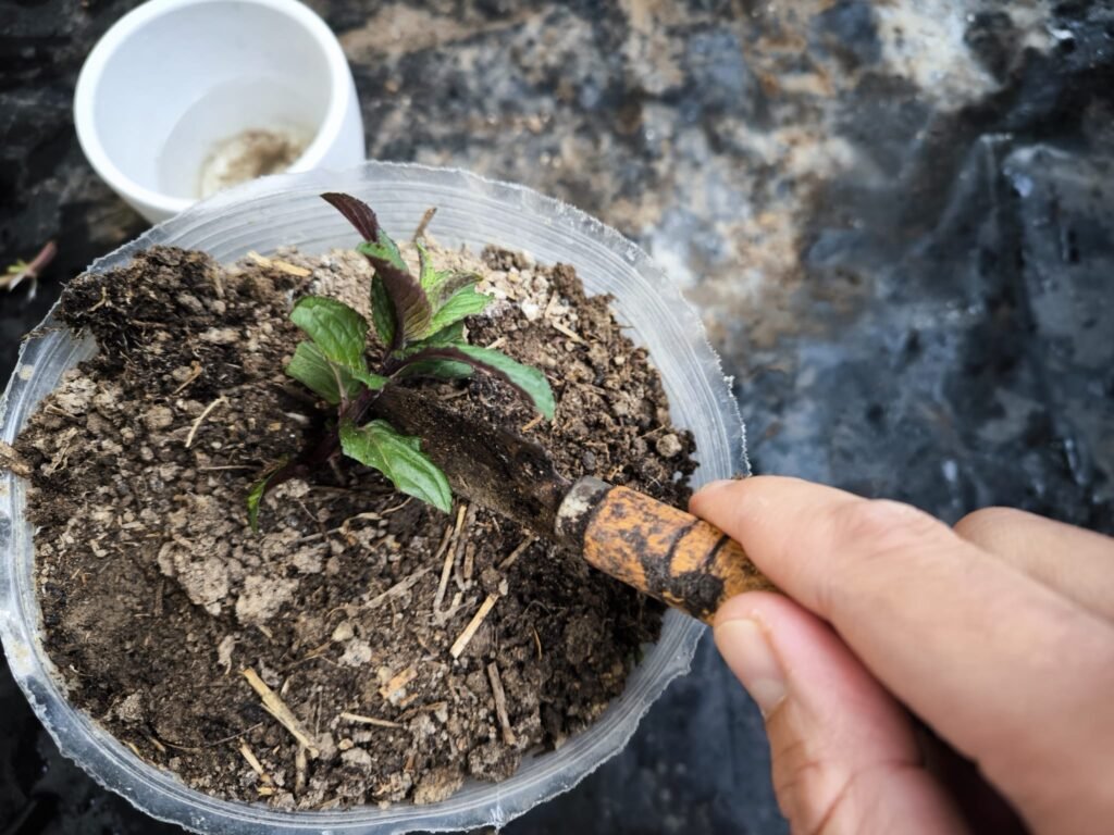 Cuidados de la Menta en Maceta: Guía Práctica para que no se te muera 38 plantar menta en maceta en casa