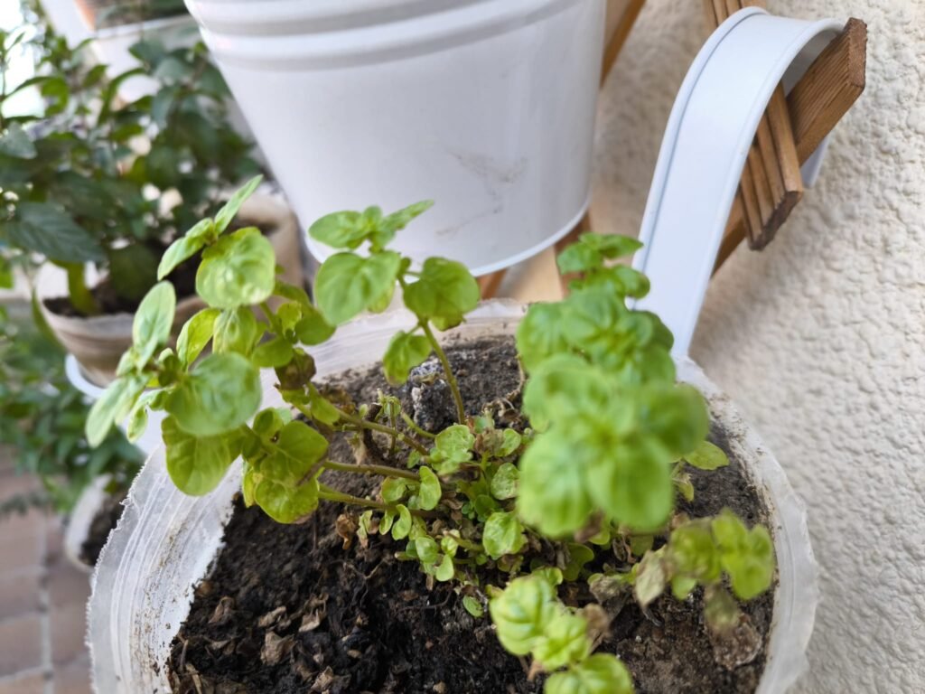 plantar orégano en terraza