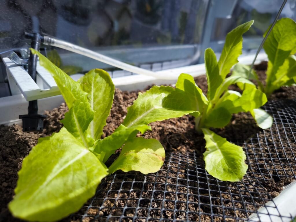 Cómo Cultivar Lechuga en Maceta: Guía Completa 42 cultivo de lechugas en maceta