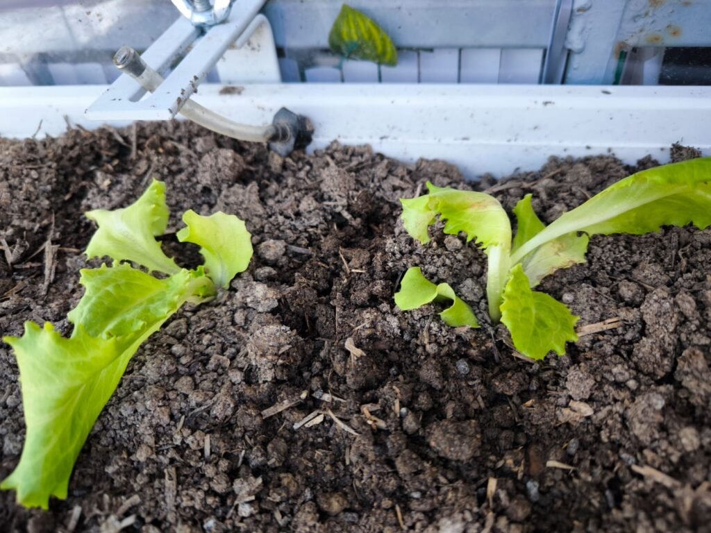 Cómo Cultivar Lechuga en Maceta: Guía Completa 44 sembrar lechuga en macetas