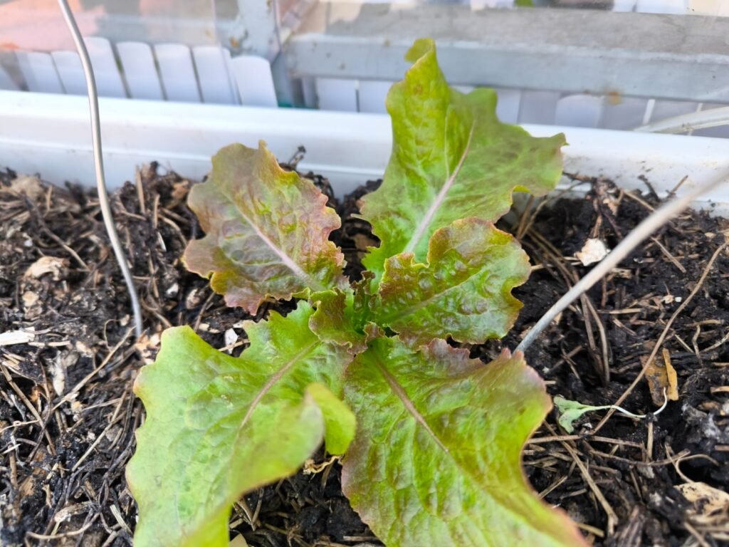 Cómo Cultivar Lechuga en Maceta: Guía Completa 56 sembrar lechugas huerto urbano
