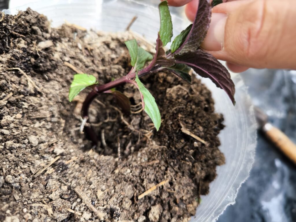 Cuidados de la Menta en Maceta: Guía Práctica para que no se te muera 40 sembrar menta en casa