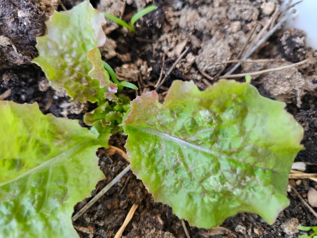 Cómo Cultivar Lechuga en Maceta: Guía Completa 58 siembra de lechugas en casa