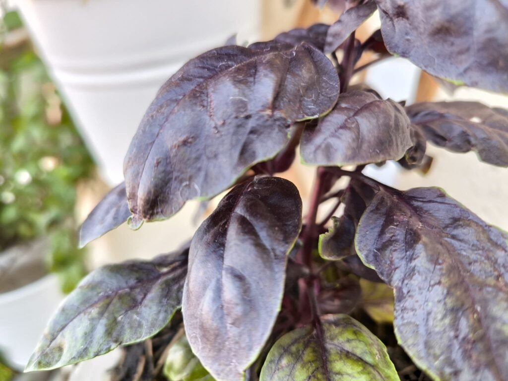 Cuidados de la albahaca morada (Dark Opal) en maceta: guía práctica 41 albahaca dark opal cuidados
