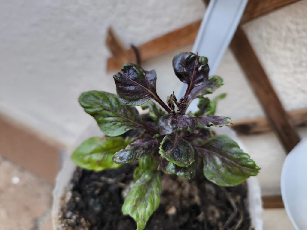 Cuidados de la albahaca morada (Dark Opal) en maceta: guía práctica 40 como cuidar albahaca dark opal en maceta