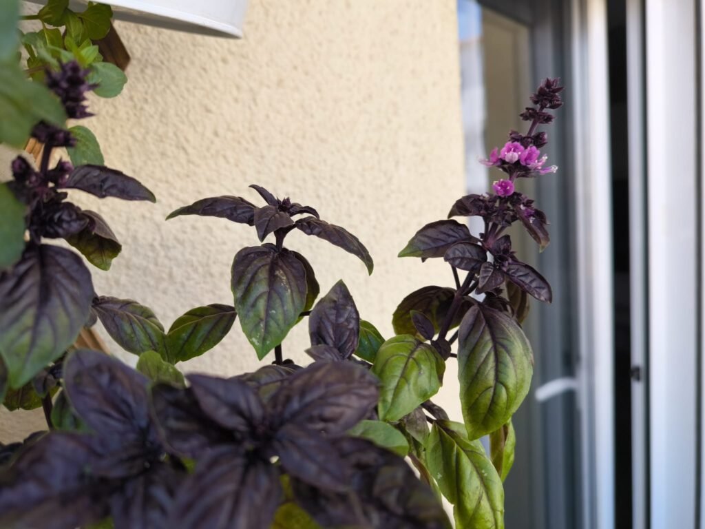 Cuidados de la albahaca morada (Dark Opal) en maceta: guía práctica 50 como cuidar albahaca morada