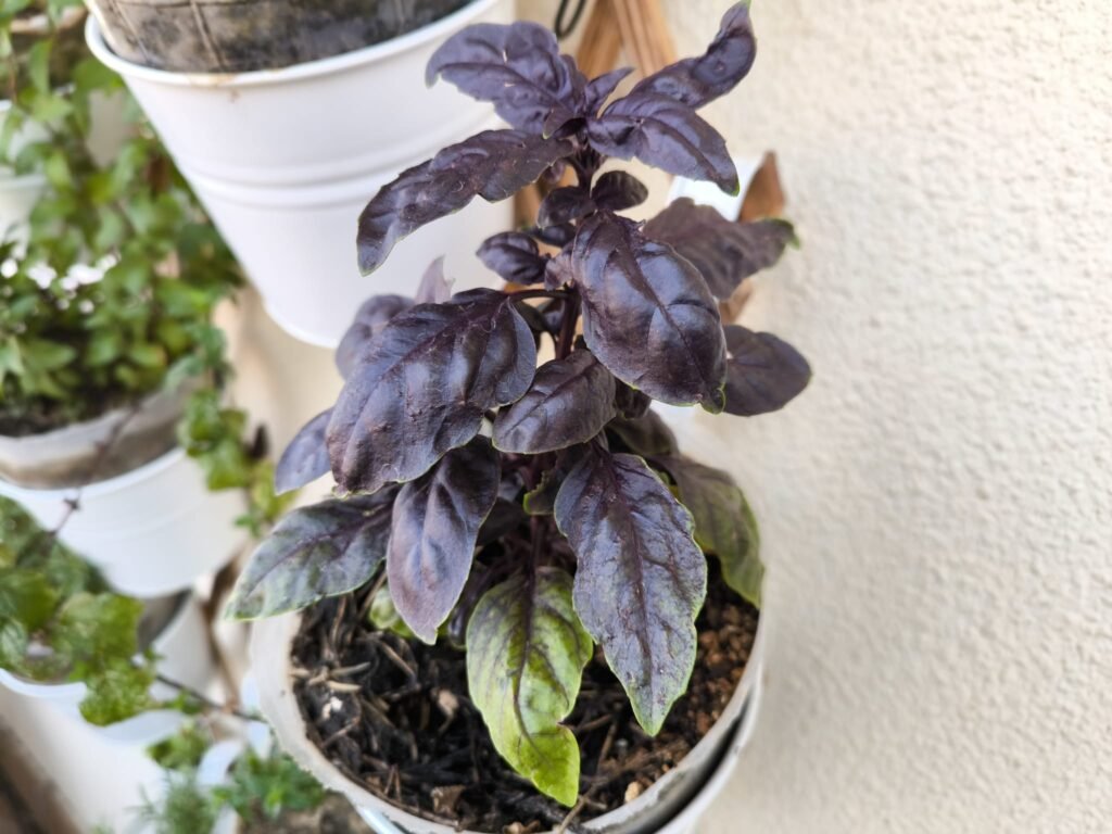 Cuidados de la albahaca morada (Dark Opal) en maceta: guía práctica 18 como cuidar albahaca morada en maceta