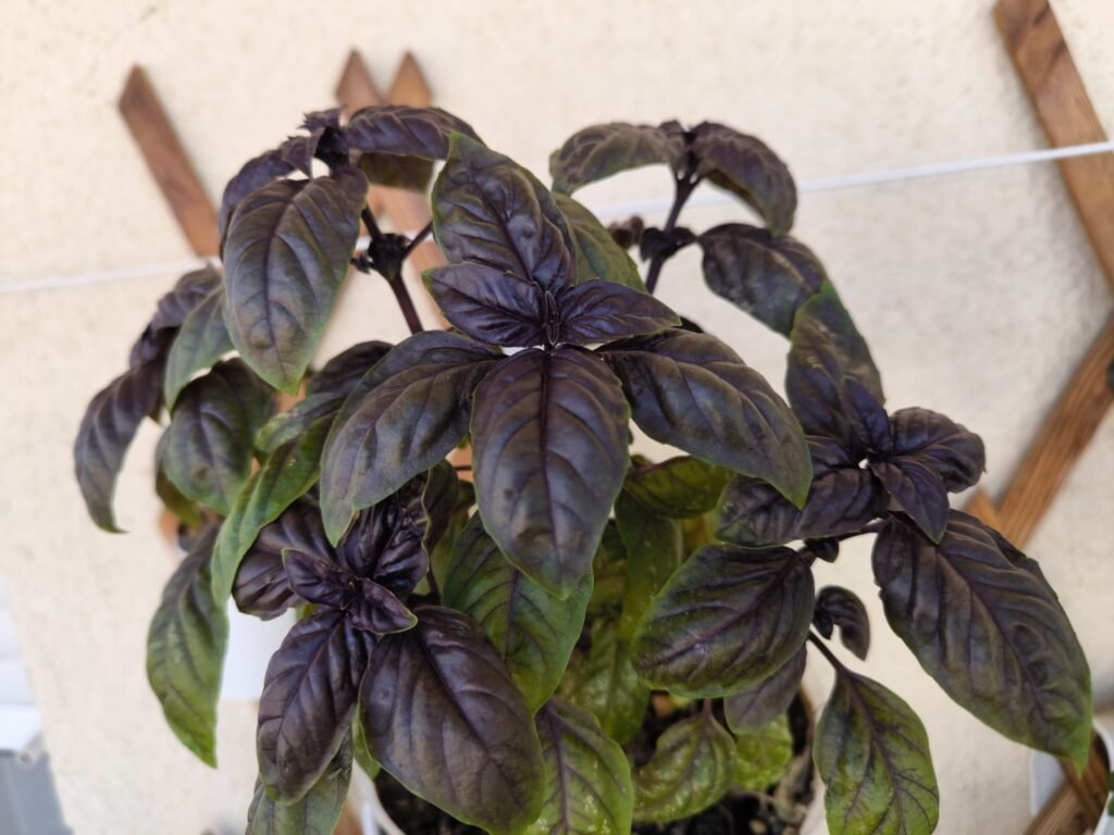 Cuidados de la albahaca morada (Dark Opal) en maceta: guía práctica 28 cómo cuidar albahaca morada en terraza