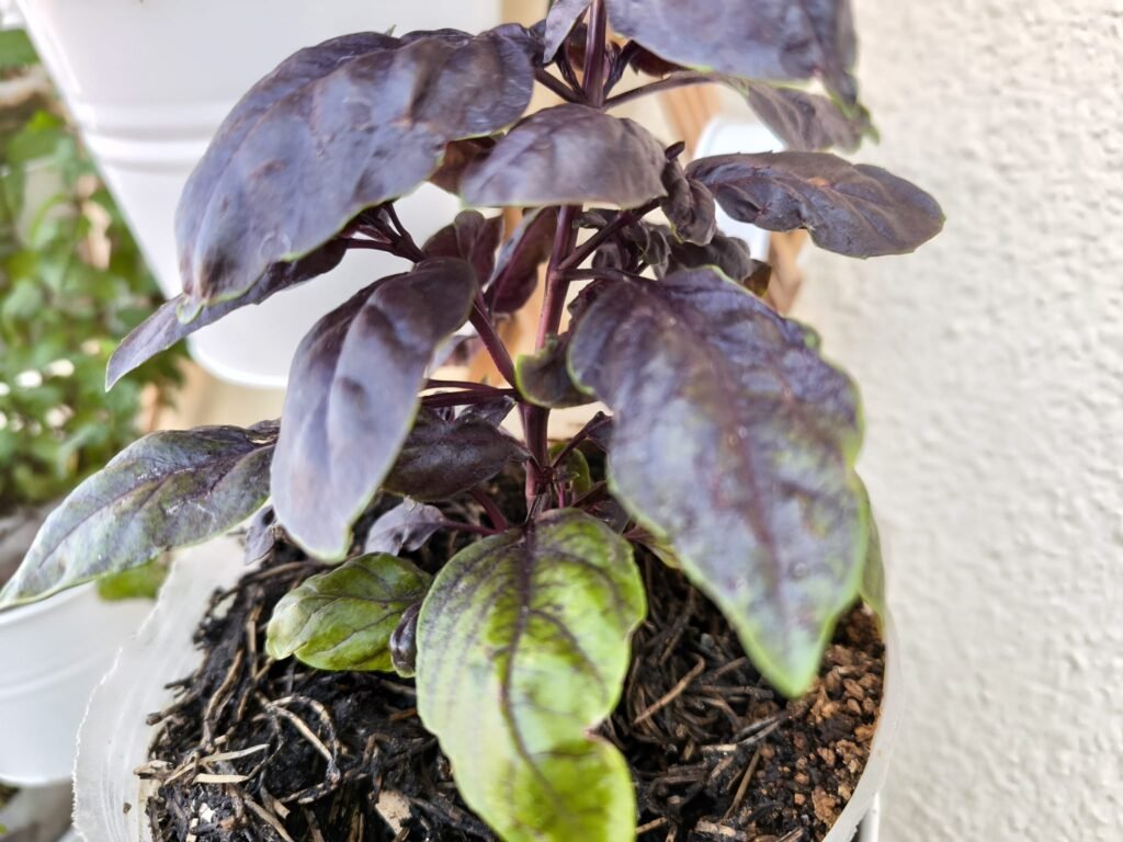 Cuidados de la albahaca morada (Dark Opal) en maceta: guía práctica 38 como cultivar en casa albahaca dark opal
