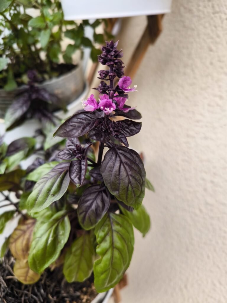 Cuidados de la albahaca morada (Dark Opal) en maceta: guía práctica 22 cómo cultivar en el balcón albahaca dark opal