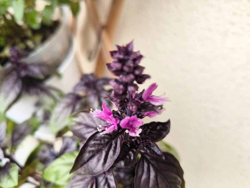 Cuidados de la albahaca morada (Dark Opal) en maceta: guía práctica 31 como planar albahaca morada en maceta