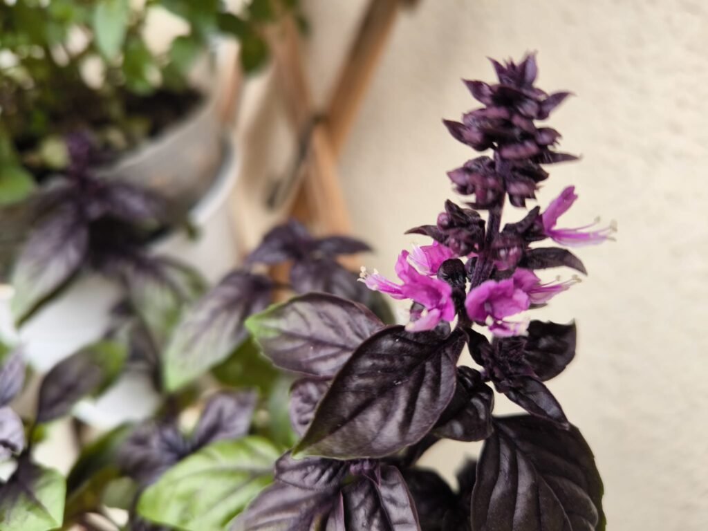 Cuidados de la albahaca morada (Dark Opal) en maceta: guía práctica 20 como regar albahaca dark opal en casa