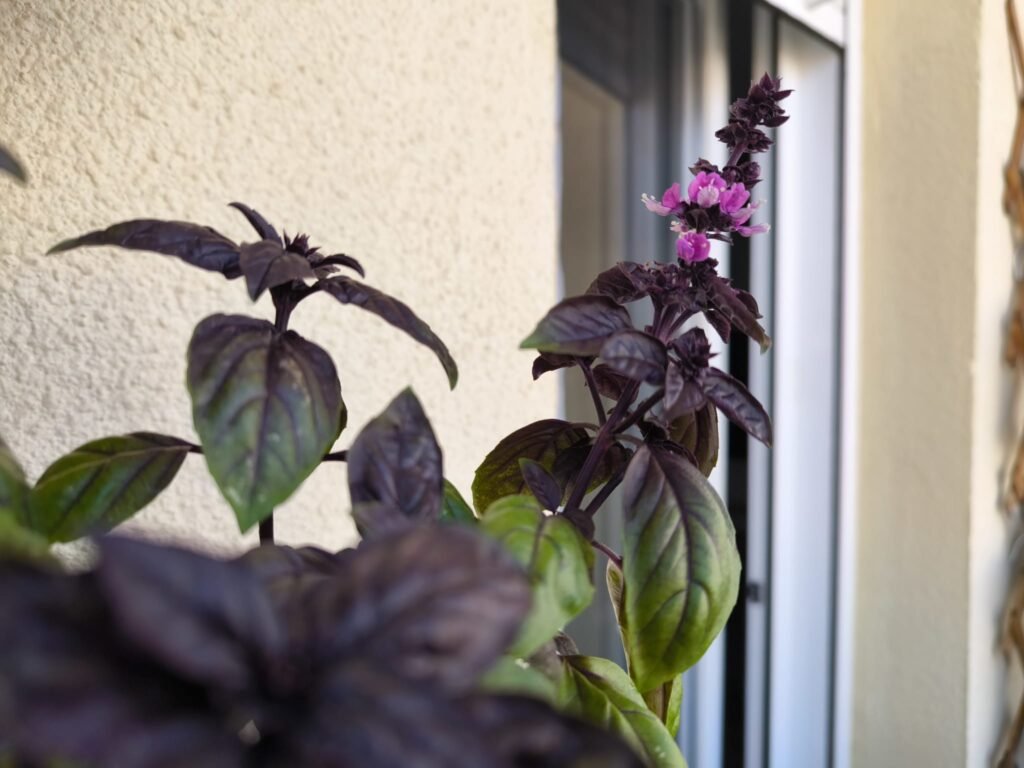 Cuidados de la albahaca morada (Dark Opal) en maceta: guía práctica 49 como regar albahaca morada