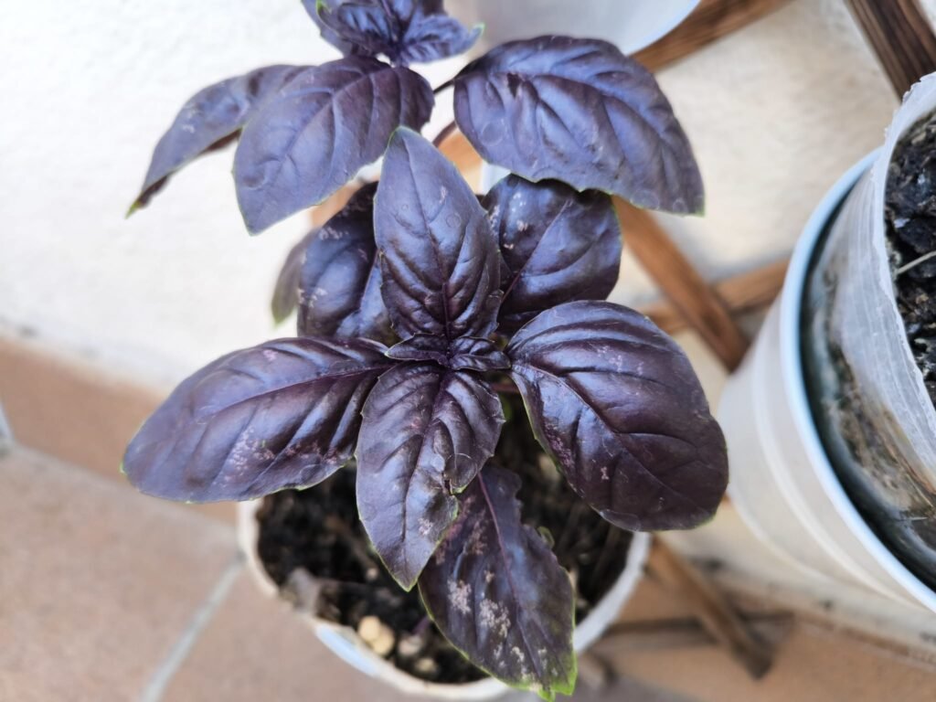 Cuidados de la albahaca morada (Dark Opal) en maceta: guía práctica 27 crecimiento albahaca dark opal huerto urbano
