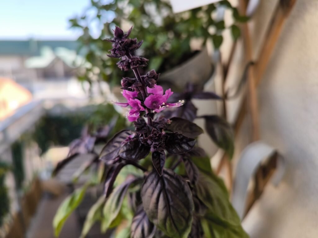 Cuidados de la albahaca morada (Dark Opal) en maceta: guía práctica 51 cuidado de la albahaca morada y sus flores