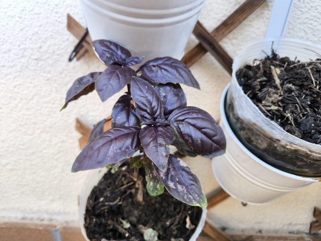 Cuidados de la albahaca morada (Dark Opal) en maceta: guía práctica 43 cuidados albahaca morada sustrato