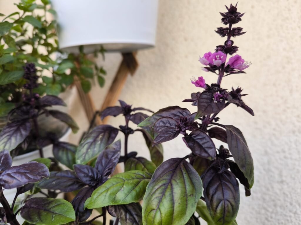 Cuidados de la albahaca morada (Dark Opal) en maceta: guía práctica 29 cuidados de la albahaca dark opal en casa