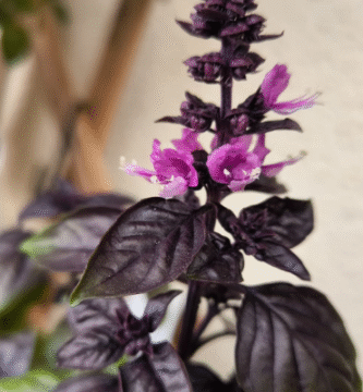 cuidados de la albahaca morada dark opal en maceta