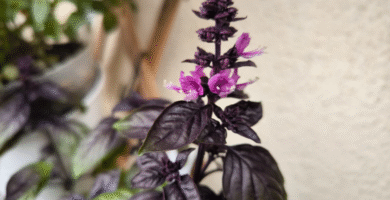 cuidados de la albahaca morada dark opal en maceta