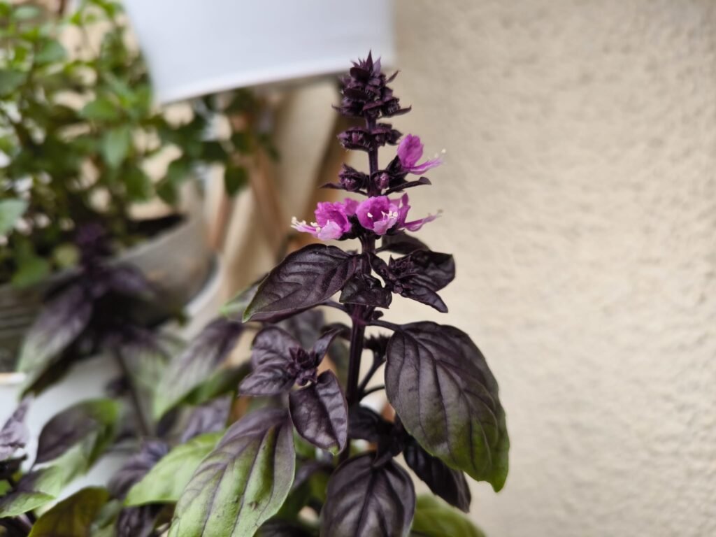 Cuidados de la albahaca morada (Dark Opal) en maceta: guía práctica 30 cultvar albahaca morada en el balcón