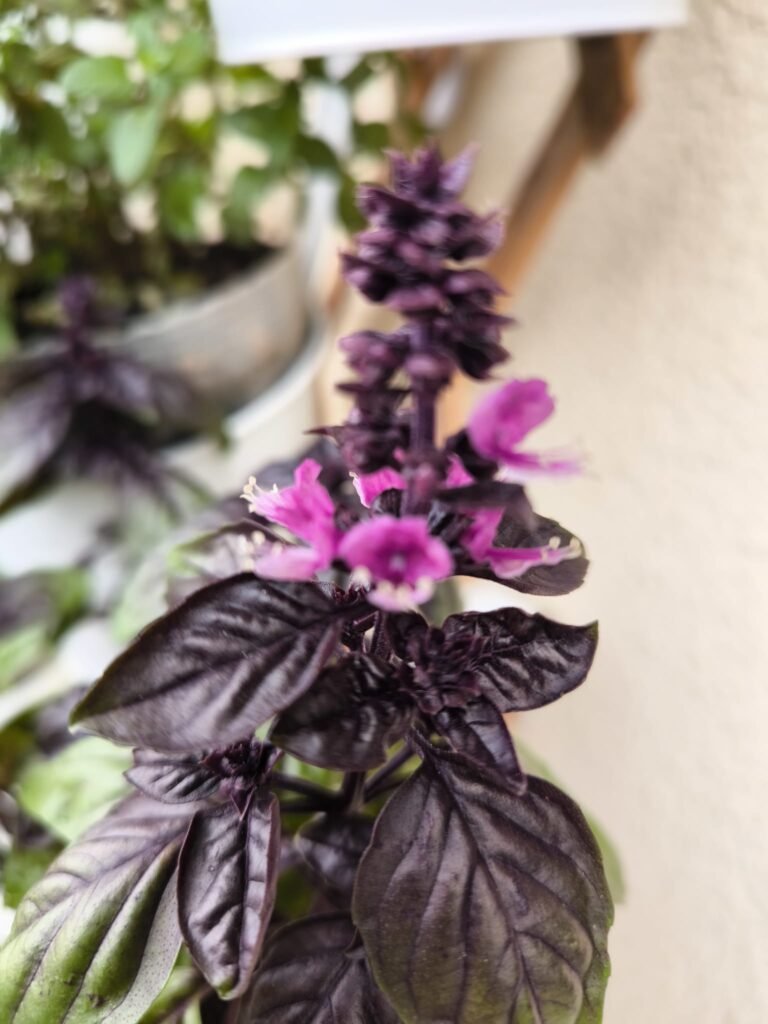 Cuidados de la albahaca morada (Dark Opal) en maceta: guía práctica 21 flores albahaca dark opal en terraza