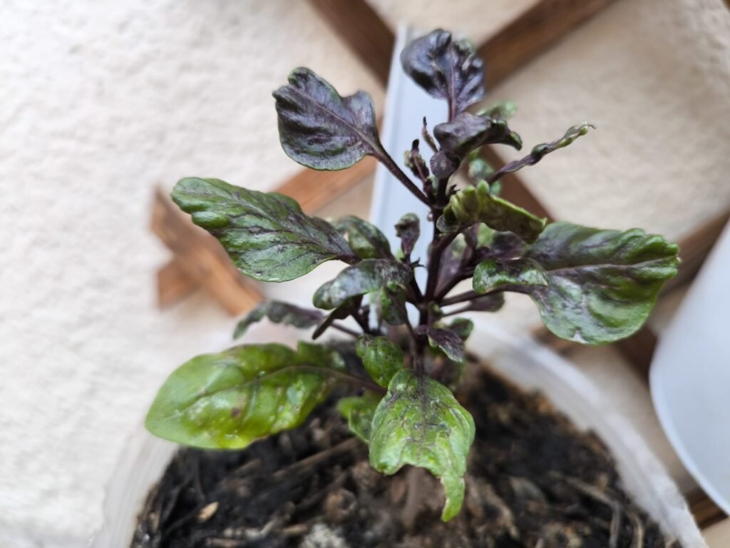 Cuidados de la albahaca morada (Dark Opal) en maceta: guía práctica 39 huerto urbano albahaca dark opal