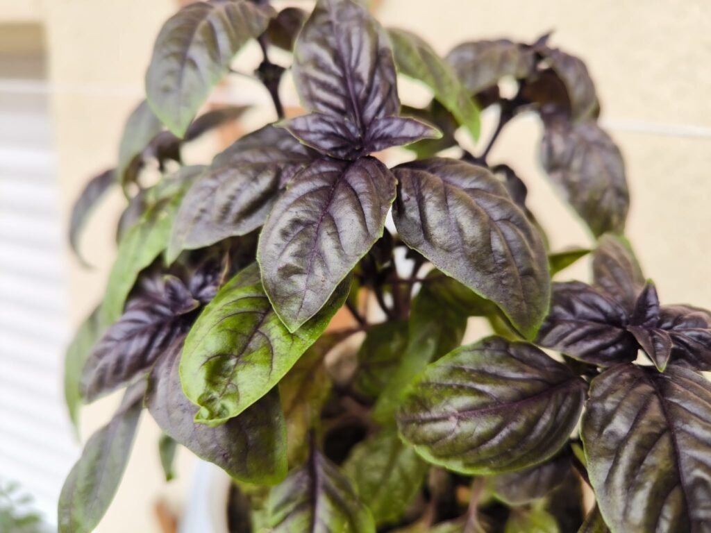 Cuidados de la albahaca morada (Dark Opal) en maceta: guía práctica 32 macetas para albahaca morada
