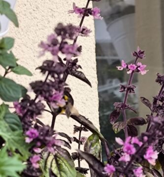 huerto urbano Airbnb